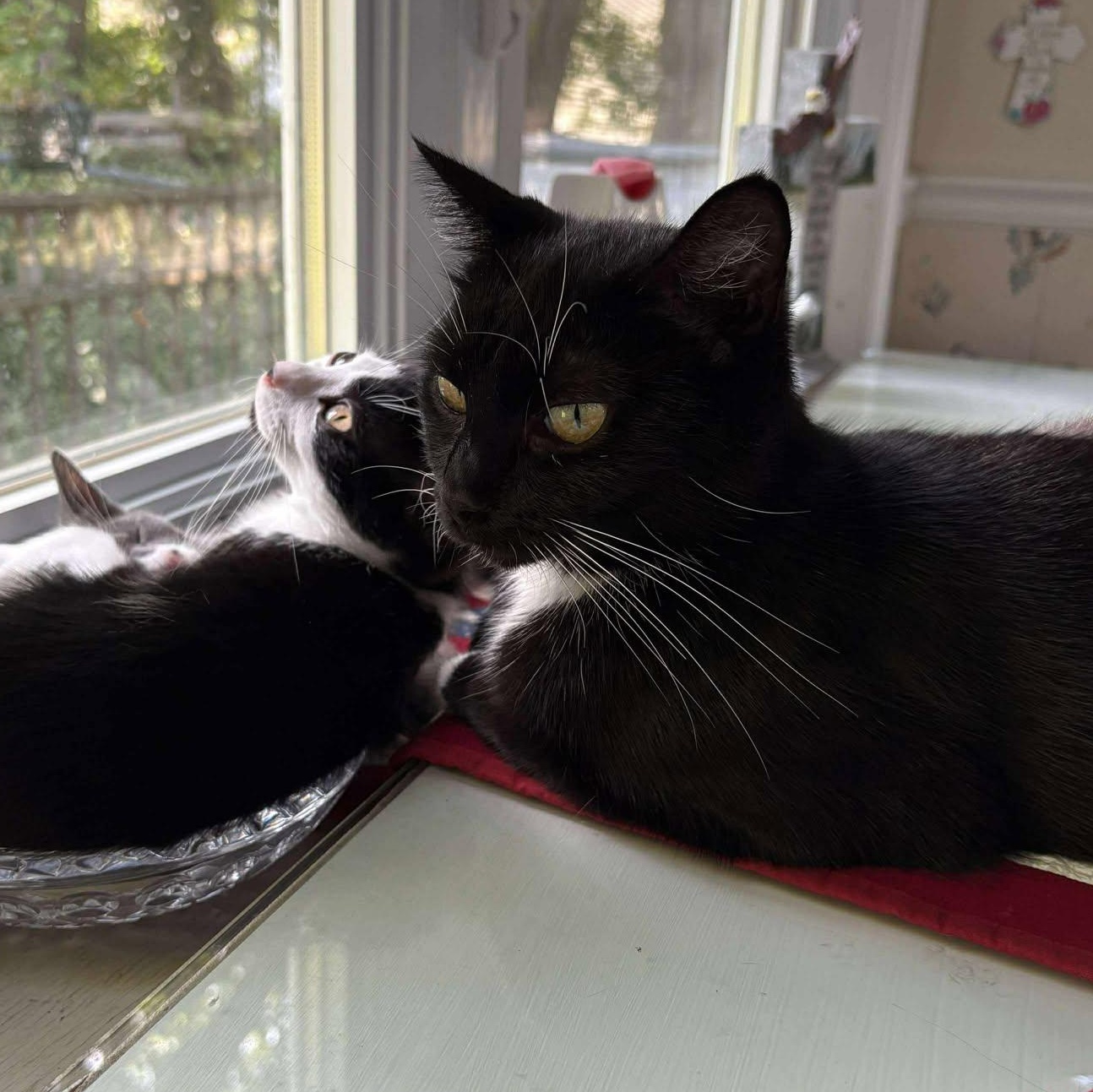 Pepper, a Adoptable Tuxedo in Norwich, CT image 1/6