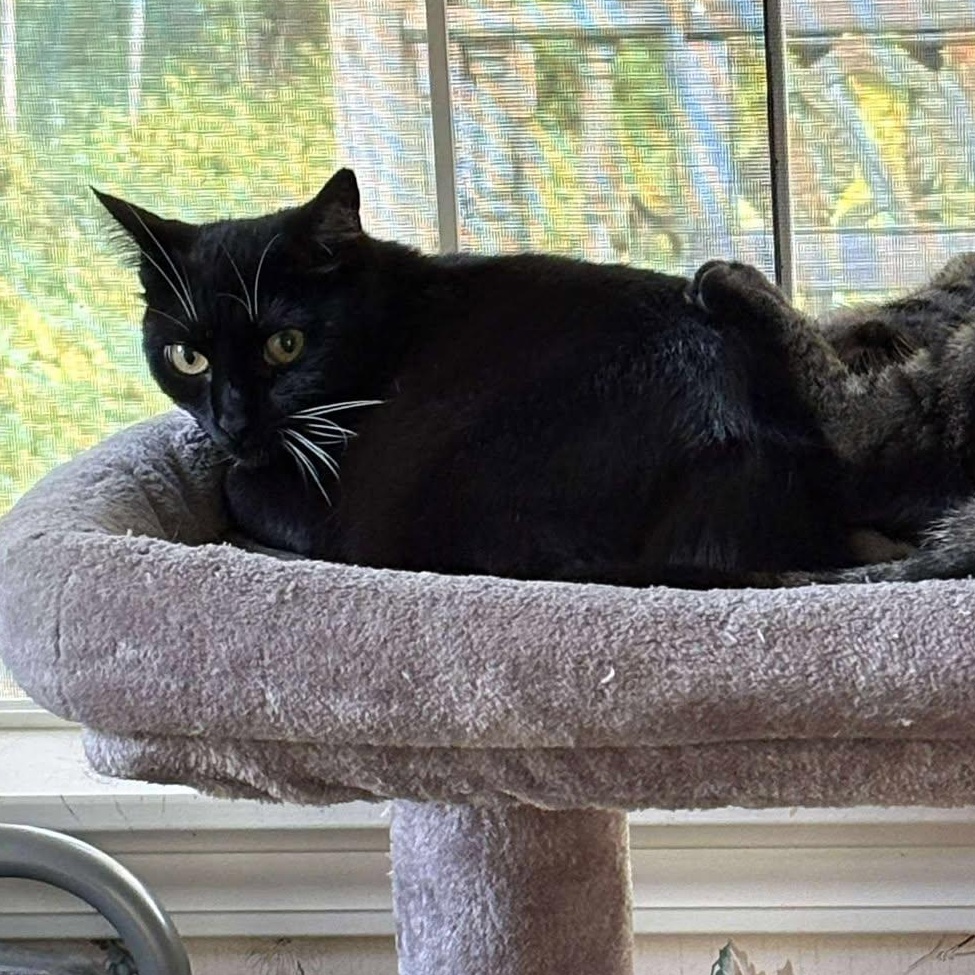 Pepper, a Adoptable Tuxedo in Norwich, CT image 5/6