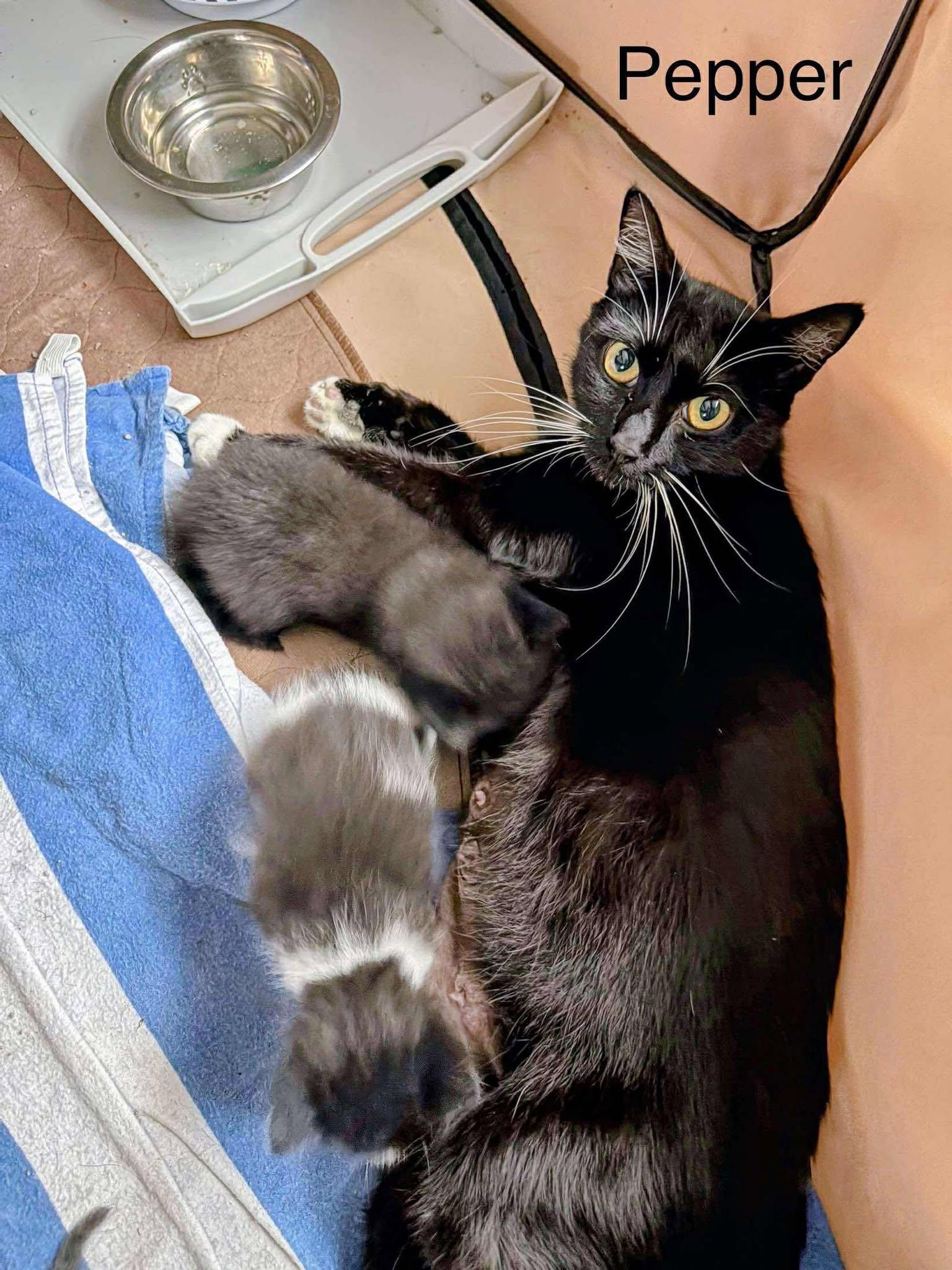 Pepper, a Adoptable Tuxedo in Norwich, CT image 6/6