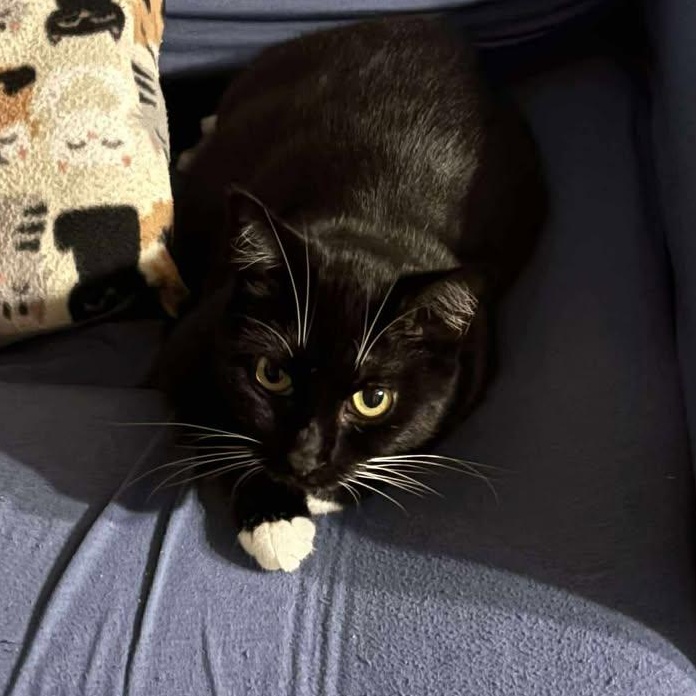 Pepper, a Adoptable Tuxedo in Norwich, CT image 2/6