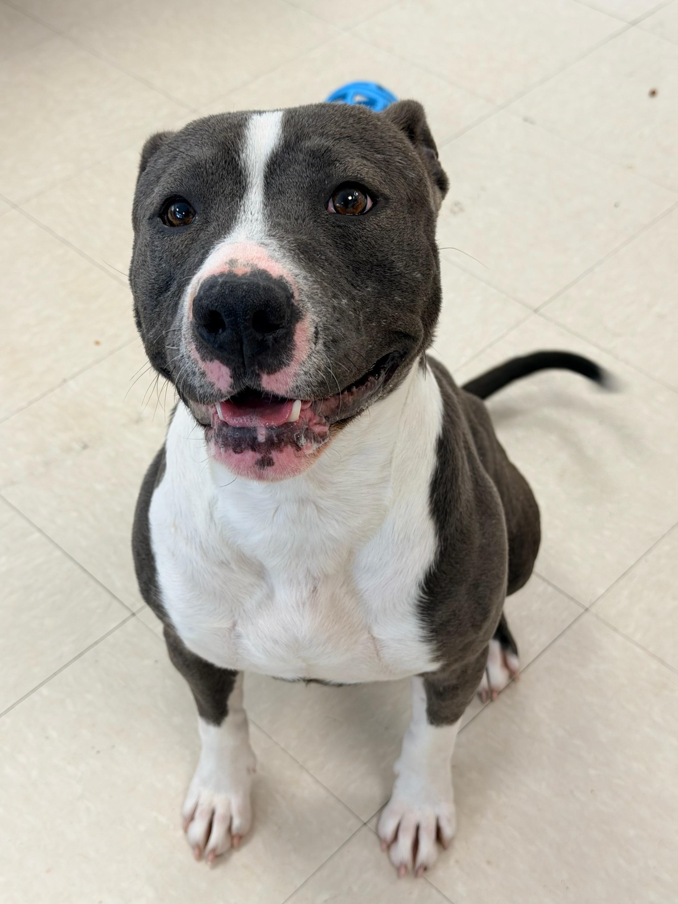 Roadie , a ADOPTABLE Pit Bull Terrier in Clayton, NJ image 2/2