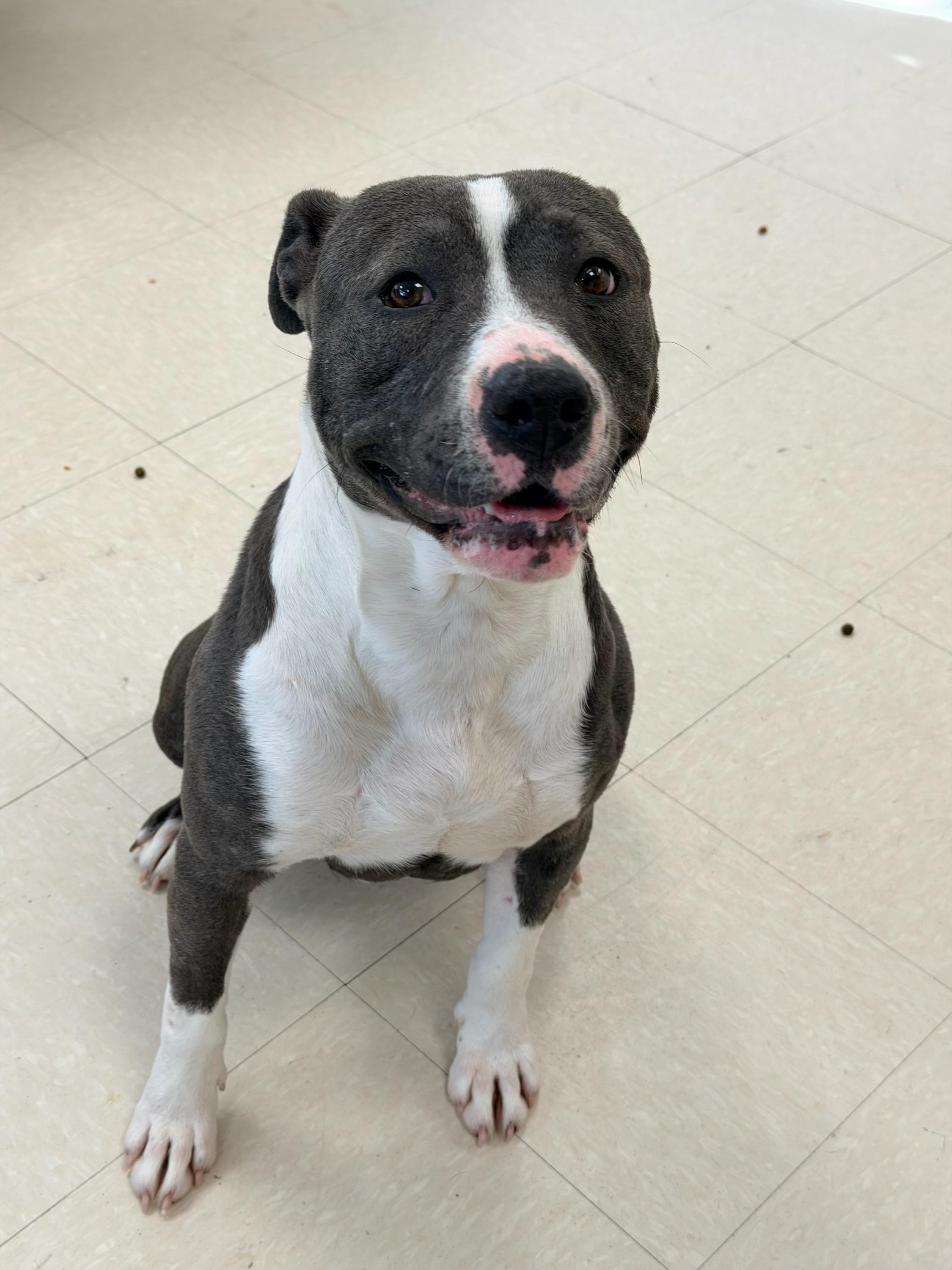 Roadie , a ADOPTABLE Pit Bull Terrier in Clayton, NJ image 1/2