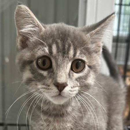 Jackson Avery, Adoptable, Young Male Domestic Short Hair.