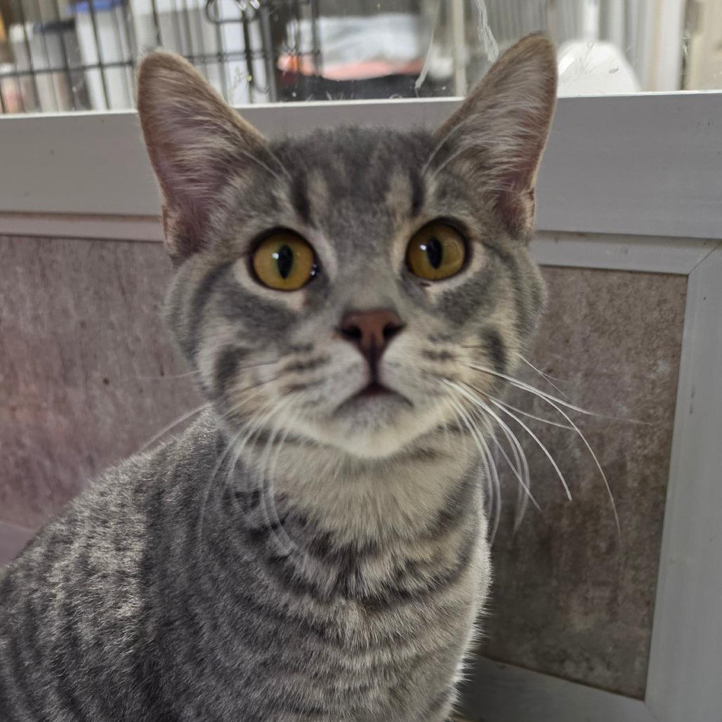 Enlarge Jackson Avery, a Adoptable Domestic Short Hair in Grinnell, IA image 2/2