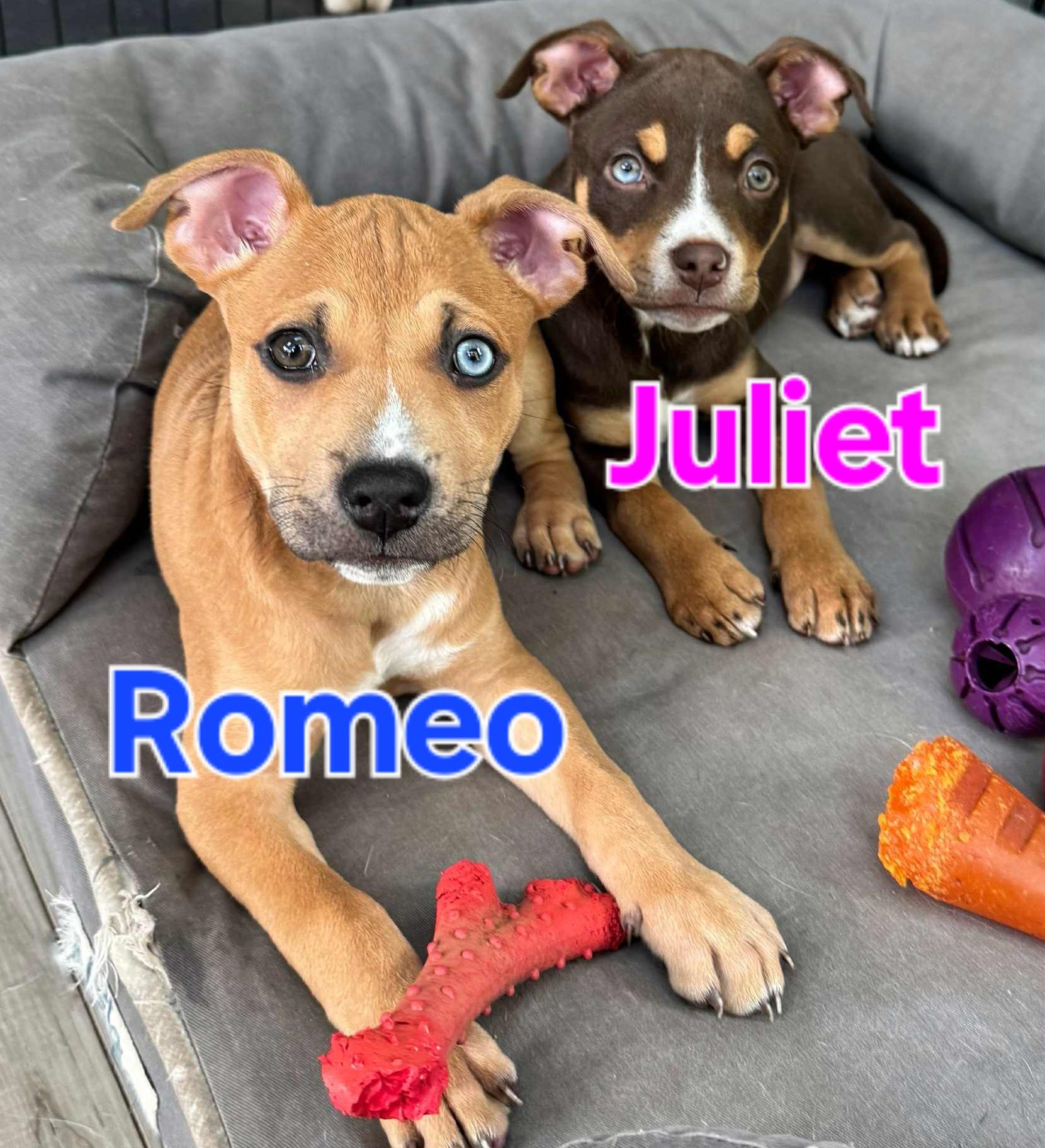 Romeo thumbnail 2