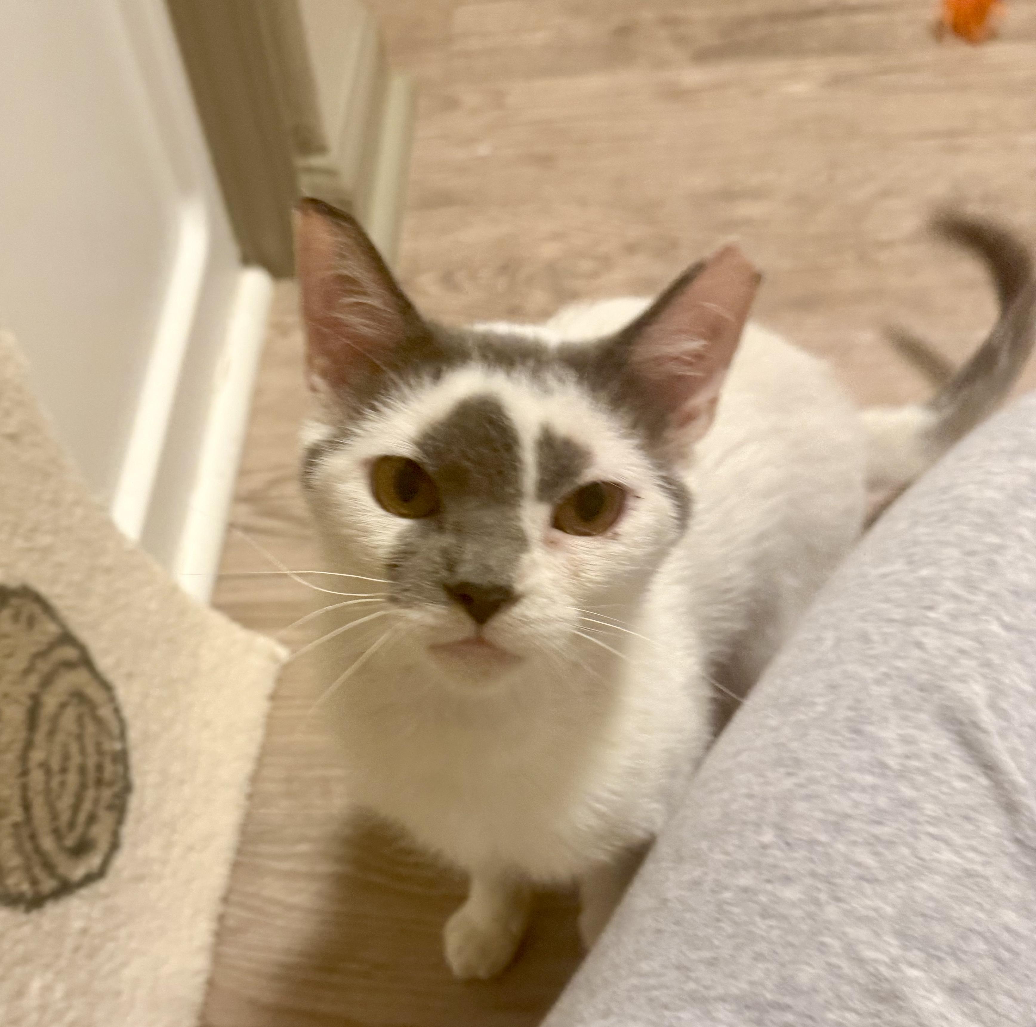 Taz, a ADOPTABLE Domestic Short Hair in Mauldin, SC image 2/3