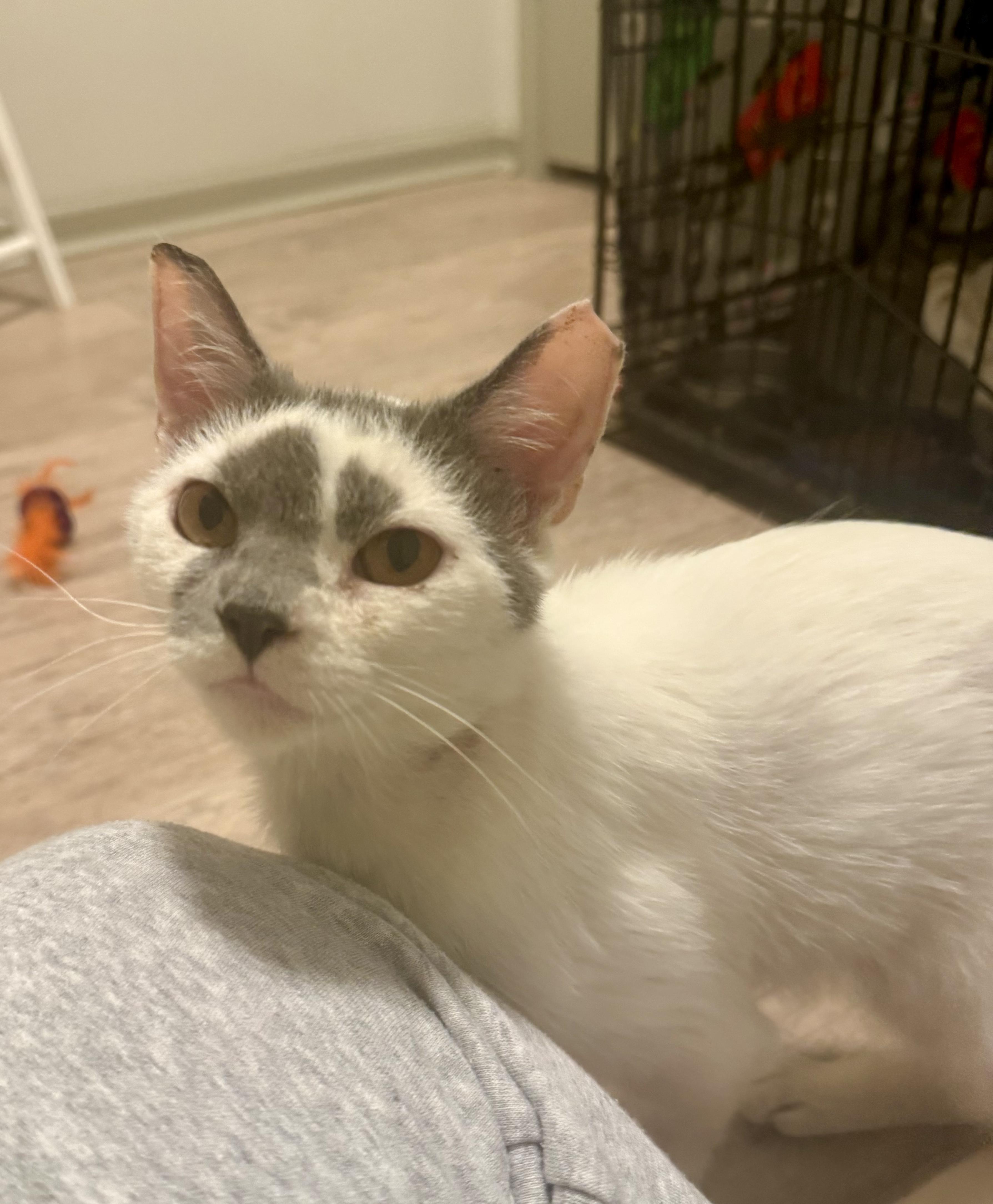 Taz, ADOPTABLE, Young Male Domestic Short Hair.