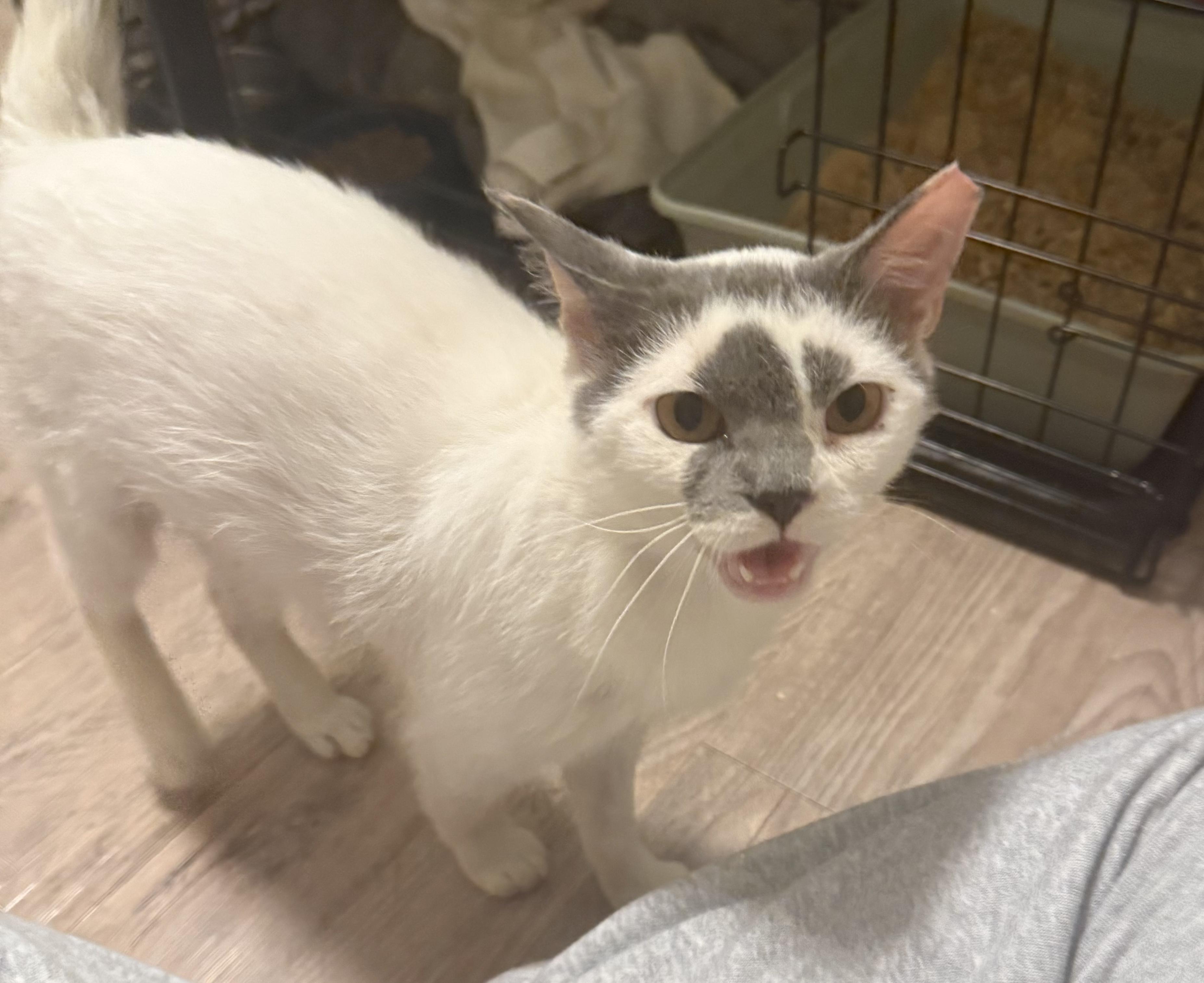 Taz, a ADOPTABLE Domestic Short Hair in Mauldin, SC image 3/3