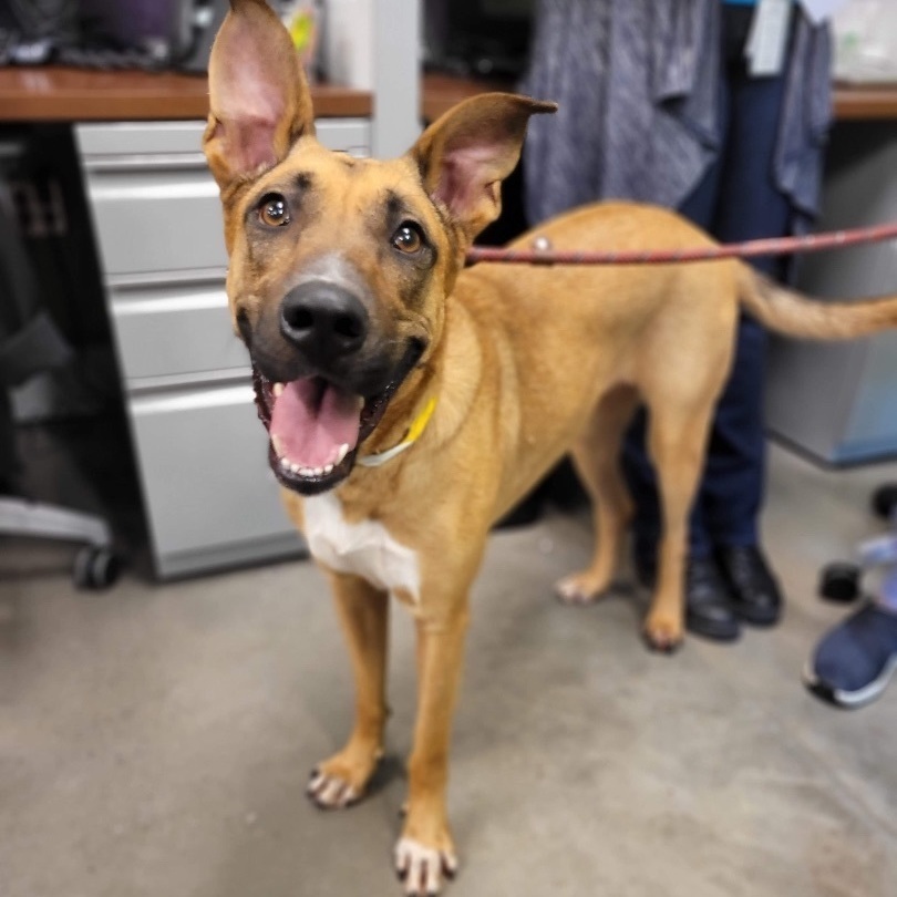 Brownie, Adoptable, Adult Female German Shepherd Dog.