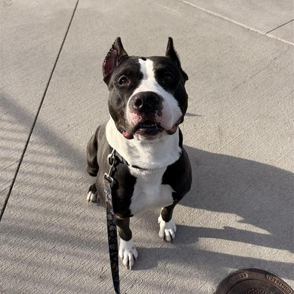 Ursula, Adoptable, Adult Female Mixed Breed.