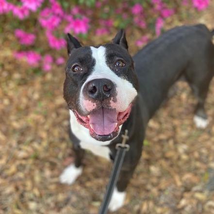 Enlarge Ursula, a Adoptable Mixed Breed in Jacksonville, FL image 2/4