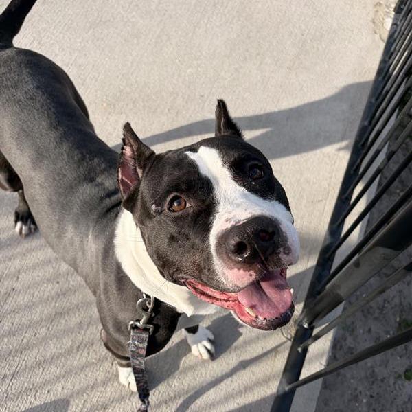 Enlarge Ursula, a Adoptable Mixed Breed in Jacksonville, FL image 3/4