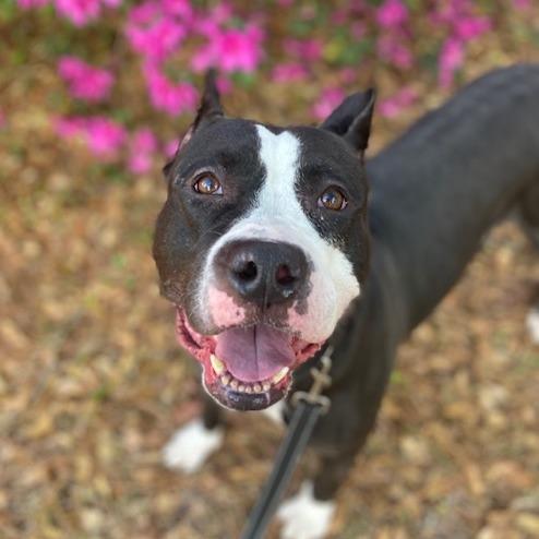 Enlarge Ursula, a Adoptable Mixed Breed in Jacksonville, FL image 4/4