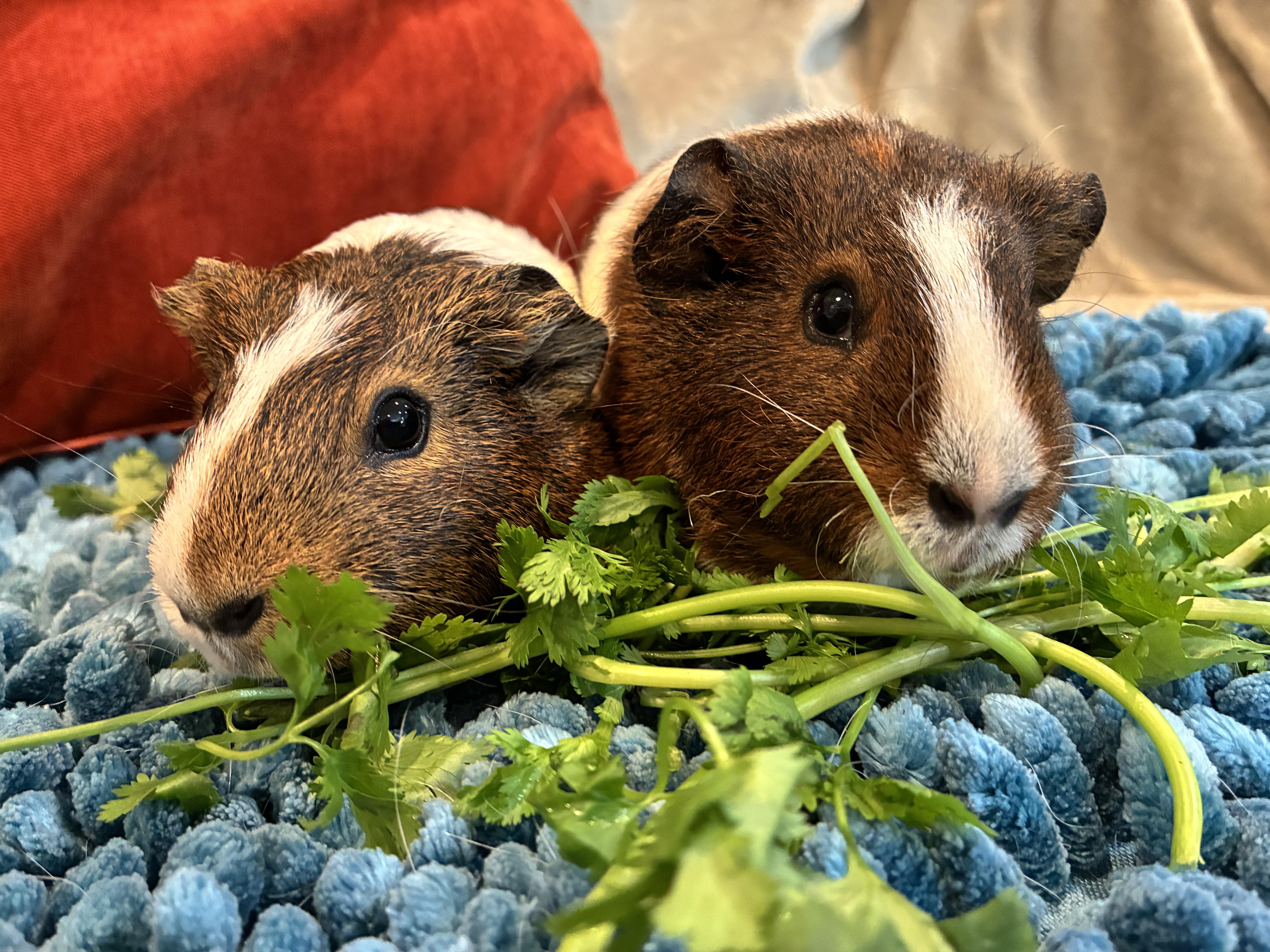 Enlarge Maple & Sprout, a Adoptable Guinea Pig in Mission viejo, CA image 2/2