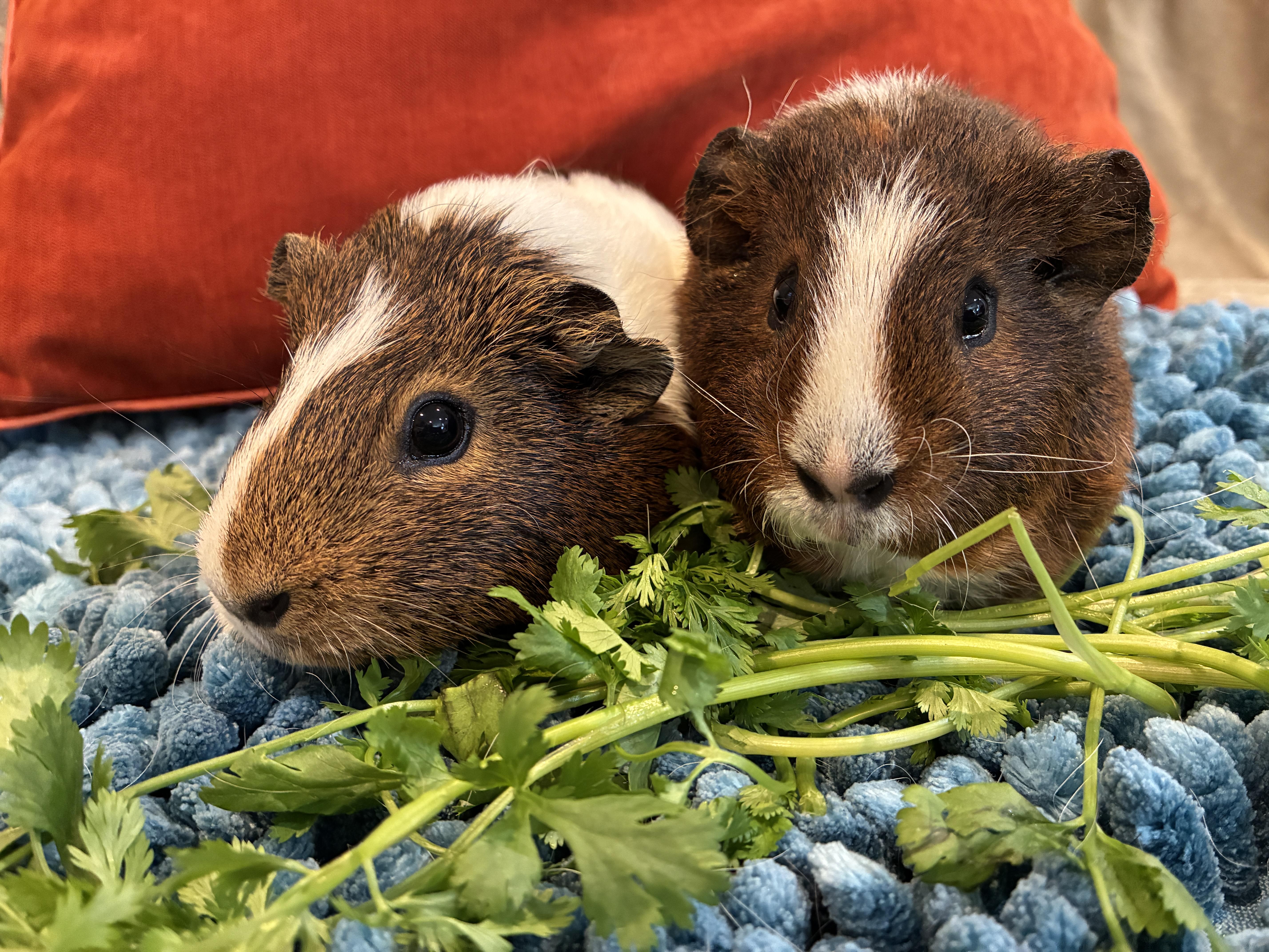 Enlarge Maple & Sprout, a Adoptable Guinea Pig in Mission viejo, CA image 1/2