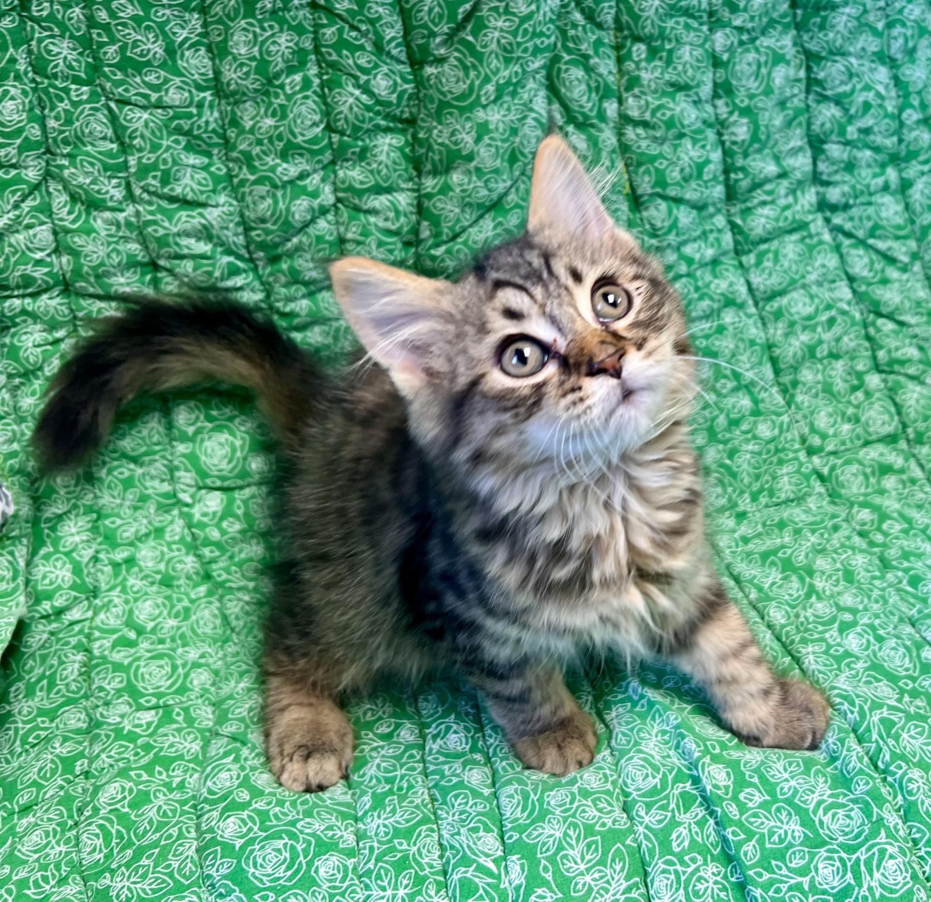 Enlarge Firefly, a ADOPTABLE Domestic Short Hair in Edinburg, VA image 1/1