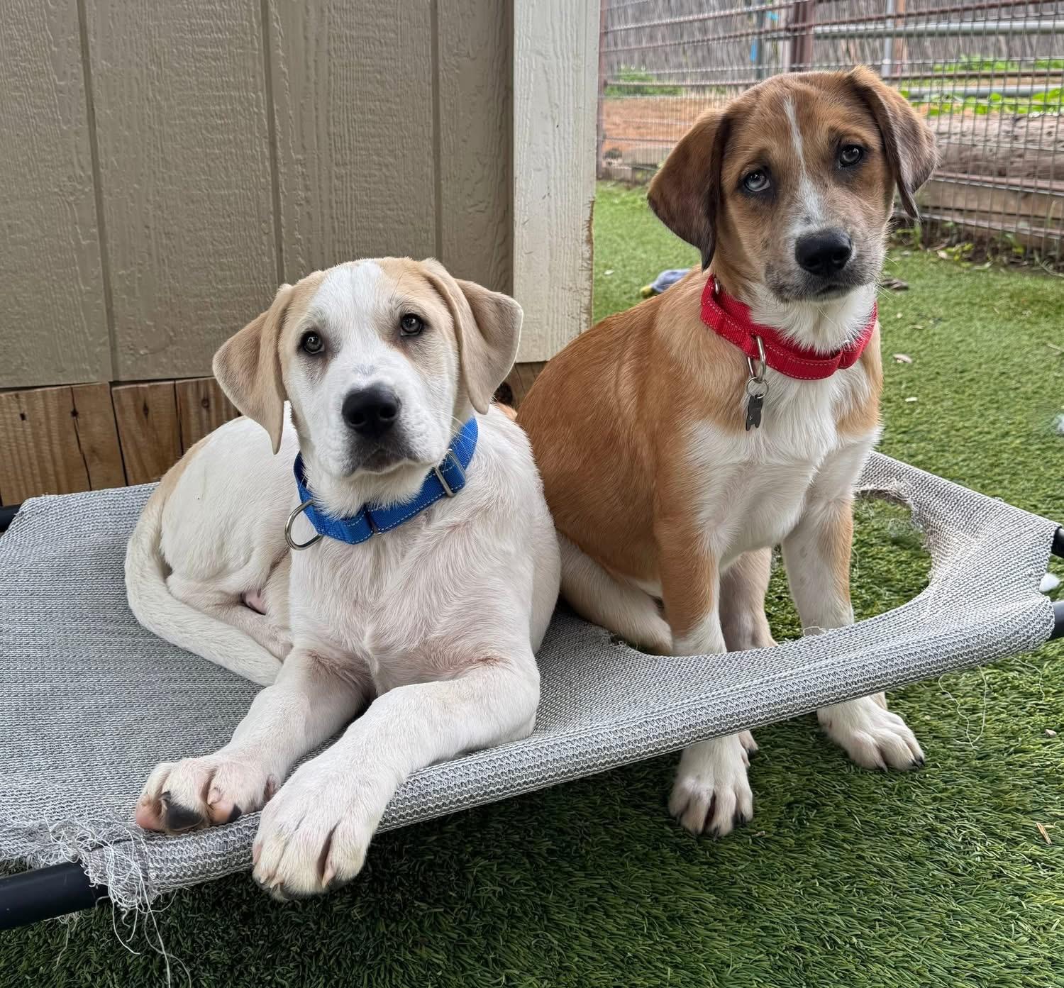Enlarge Bowie, a ADOPTABLE mixed breed in Southlake, TX image 4/6