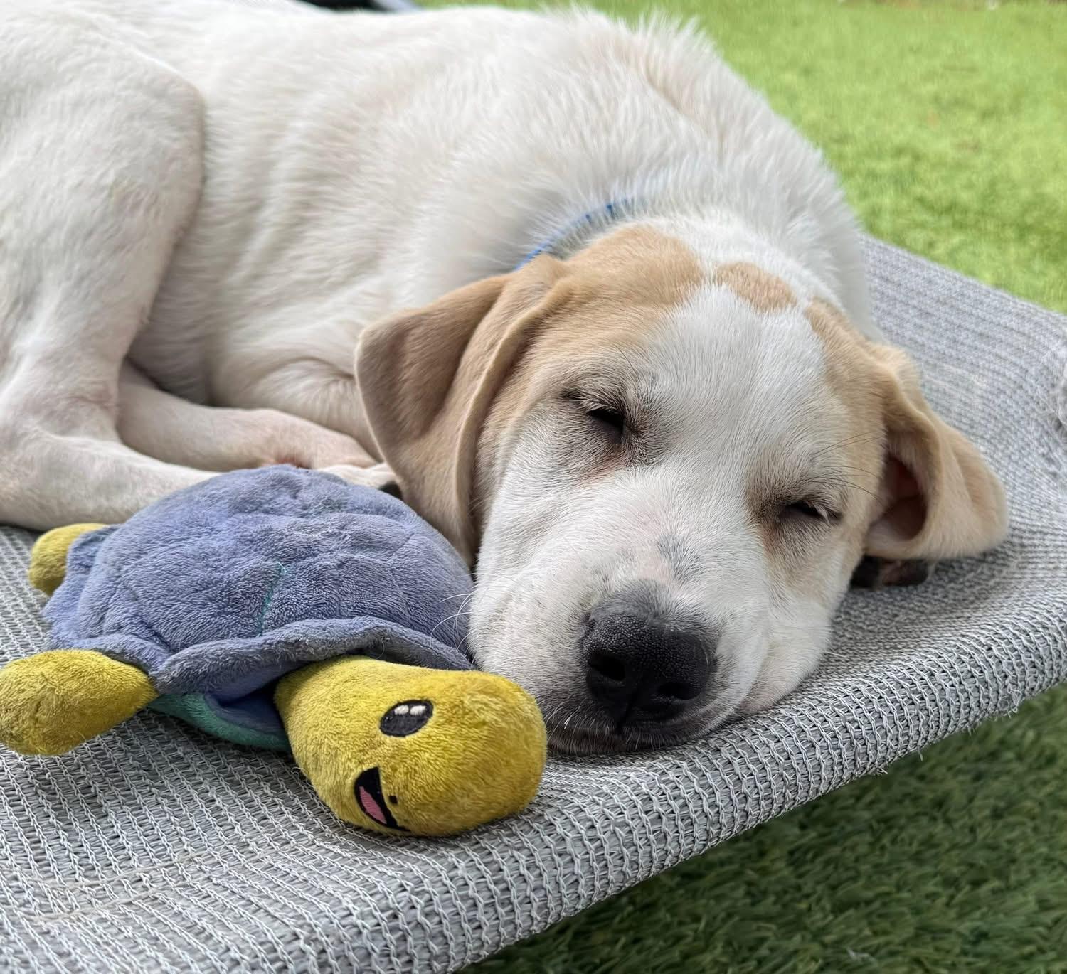 Enlarge Bowie, a ADOPTABLE mixed breed in Southlake, TX image 2/6