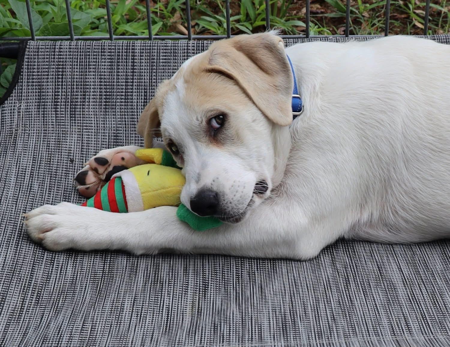Enlarge Bowie, a ADOPTABLE mixed breed in Southlake, TX image 5/6