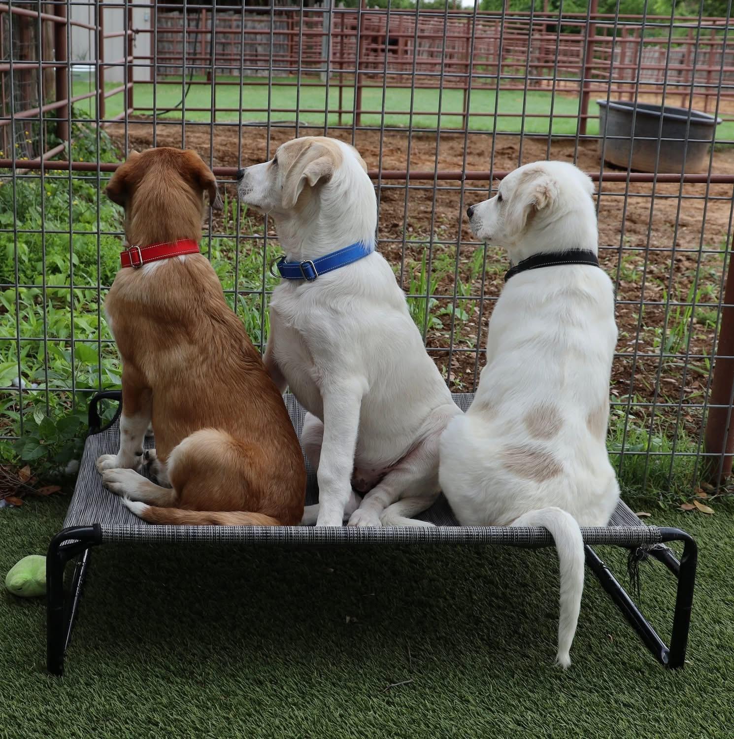 Enlarge Bowie, a ADOPTABLE mixed breed in Southlake, TX image 6/6