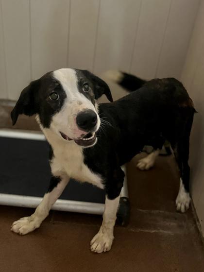Thor, Adoptable, Adult Male Border Collie.
