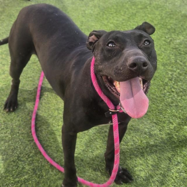Enlarge ESMIE, a Adoptable mixed breed in Phoenix, AZ image 1/1