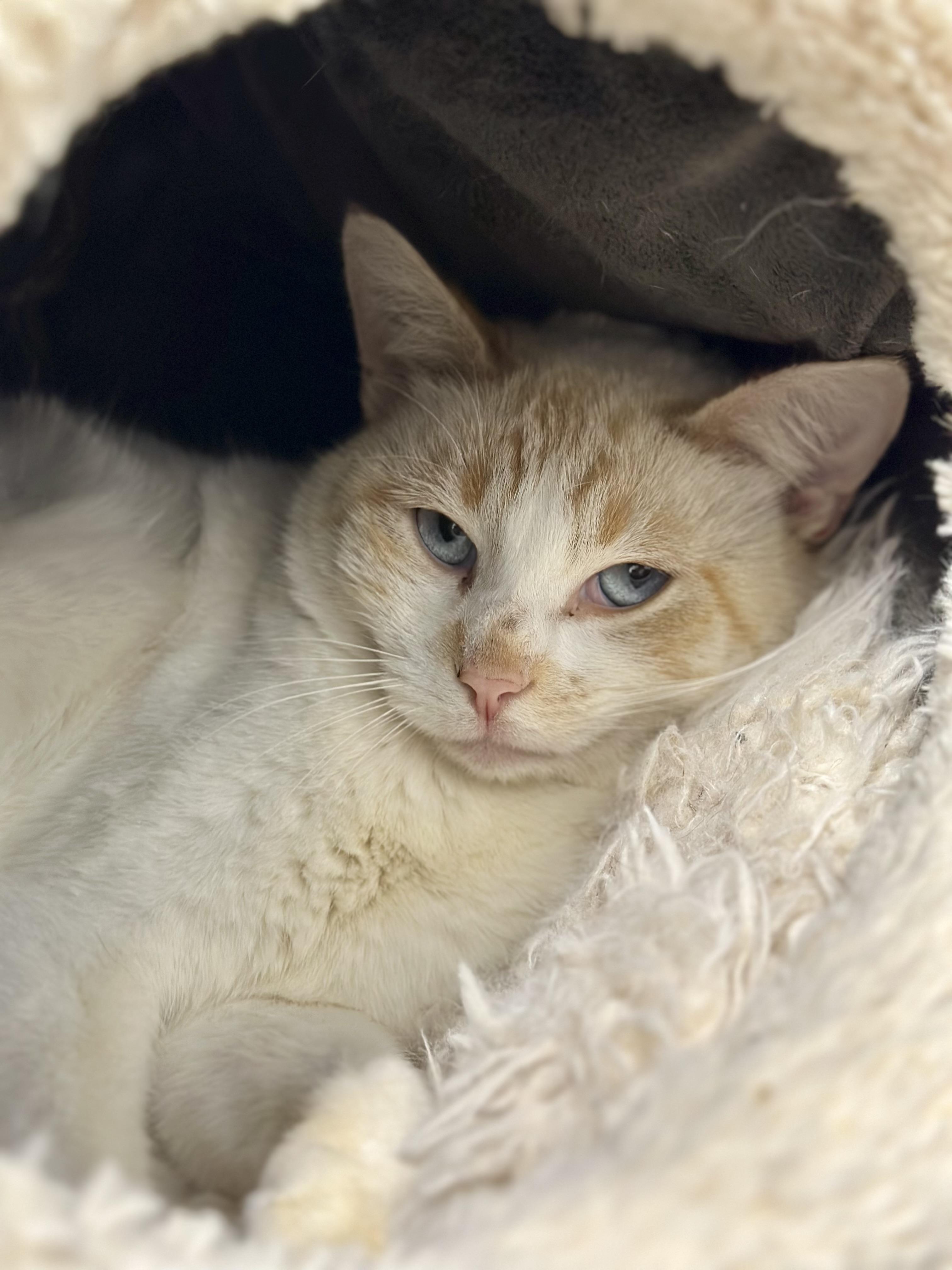 Brennan, ADOPTABLE, Adult Male Domestic Short Hair.