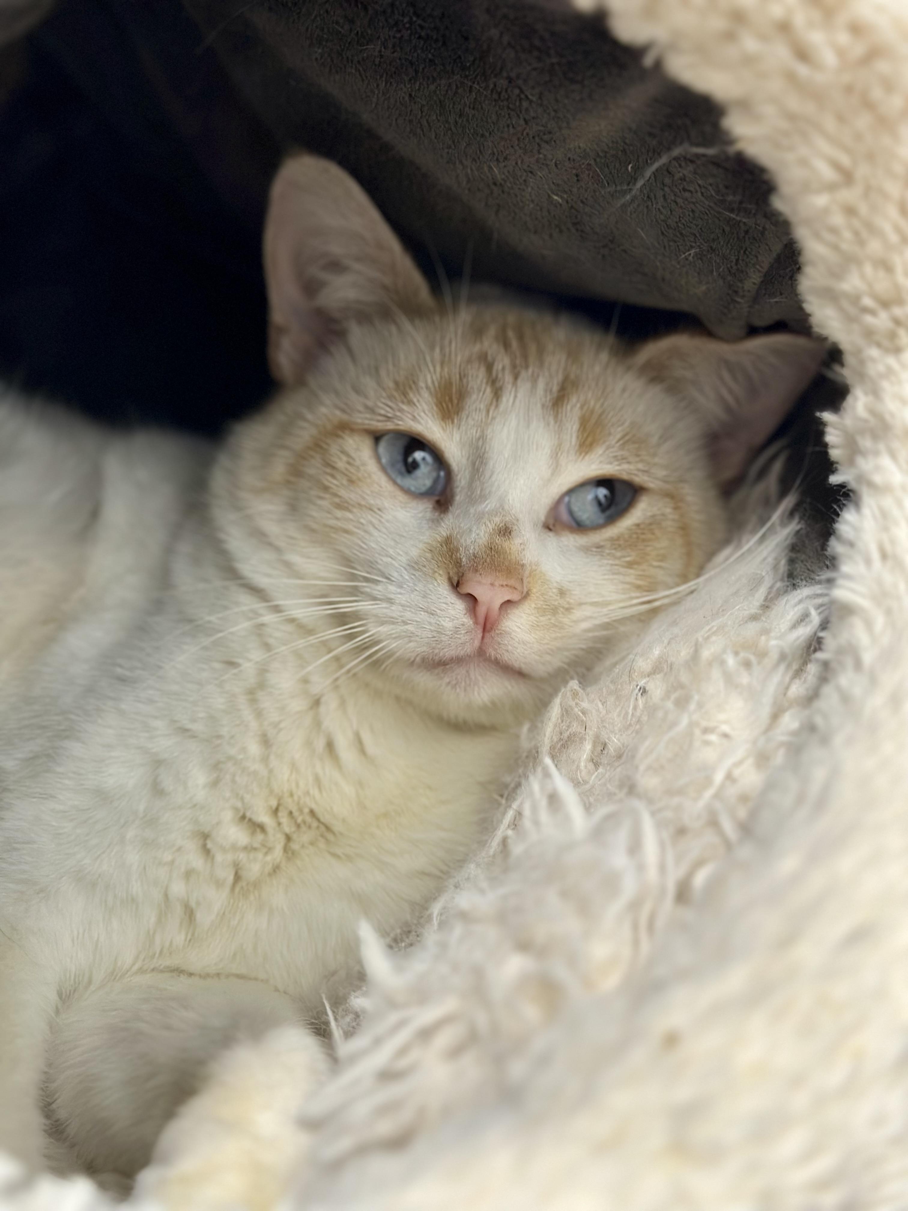 Enlarge Brennan, a ADOPTABLE Domestic Short Hair in Faribault, MN image 4/4