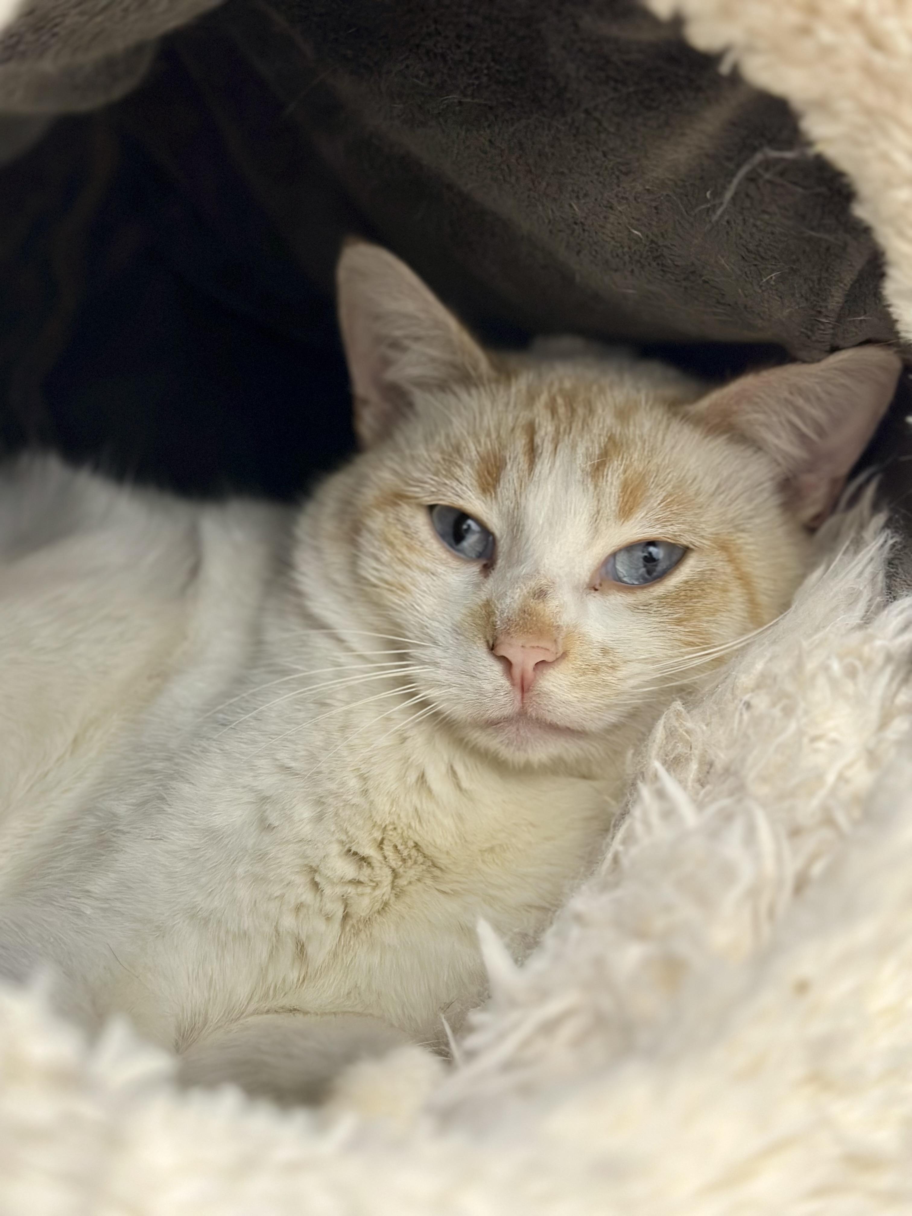 Enlarge Brennan, a ADOPTABLE Domestic Short Hair in Faribault, MN image 3/4