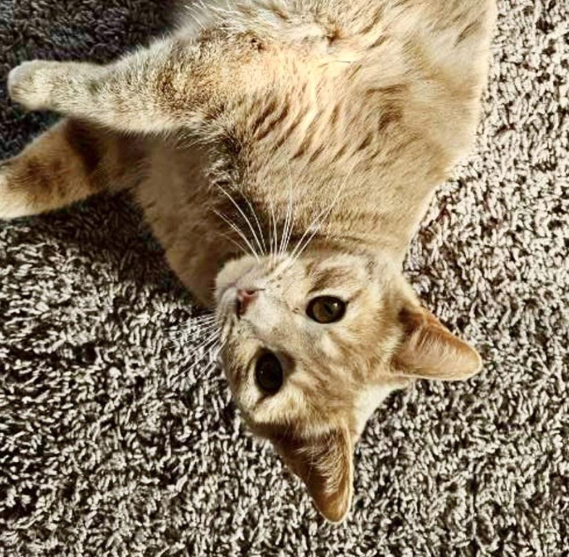 Saratoga, a Adopted Domestic Short Hair in Laramie, WY image 1/6