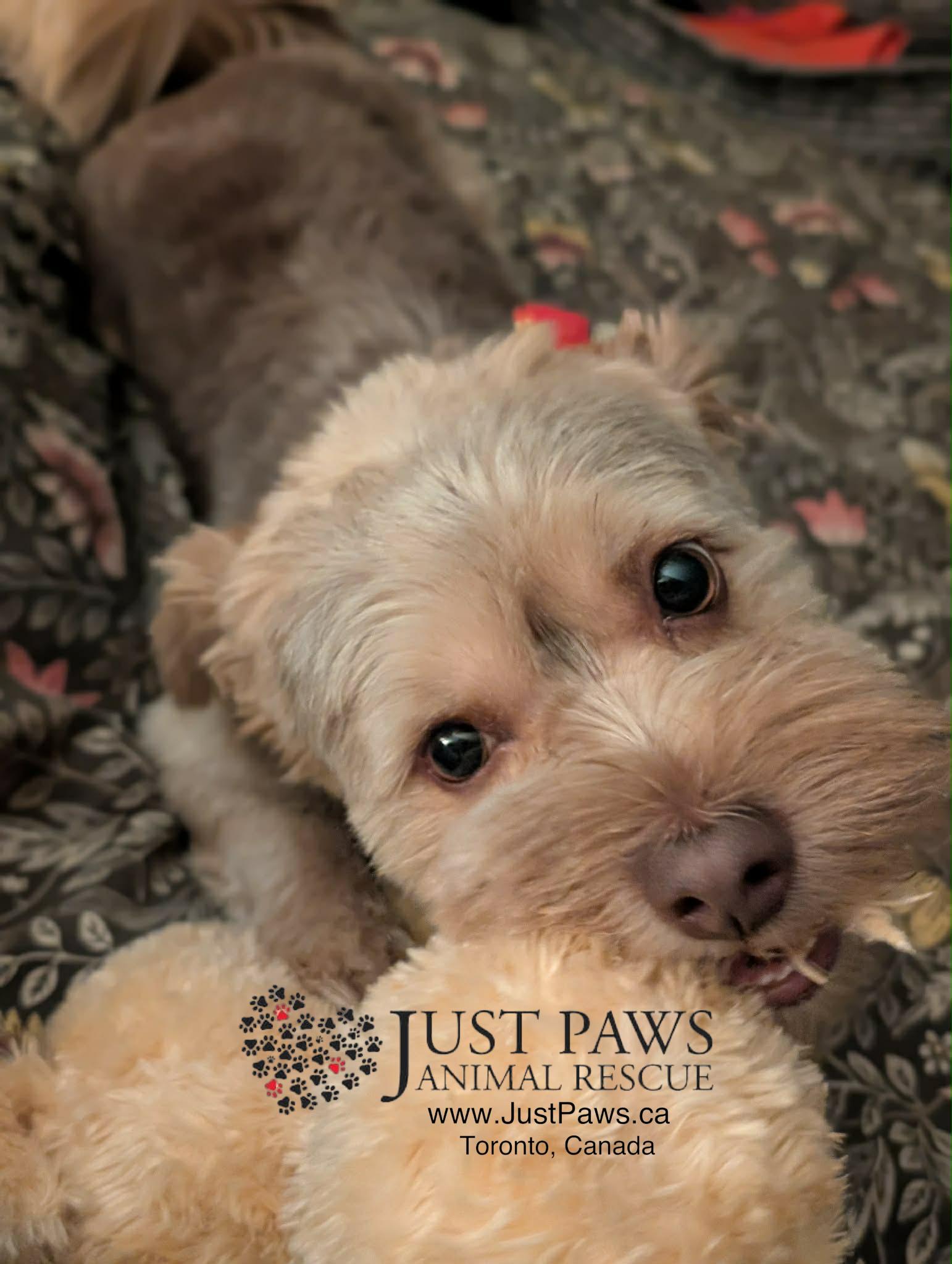 Enlarge MUSHU, an adopted Havanese in Richmond Hill , ON image 4/6