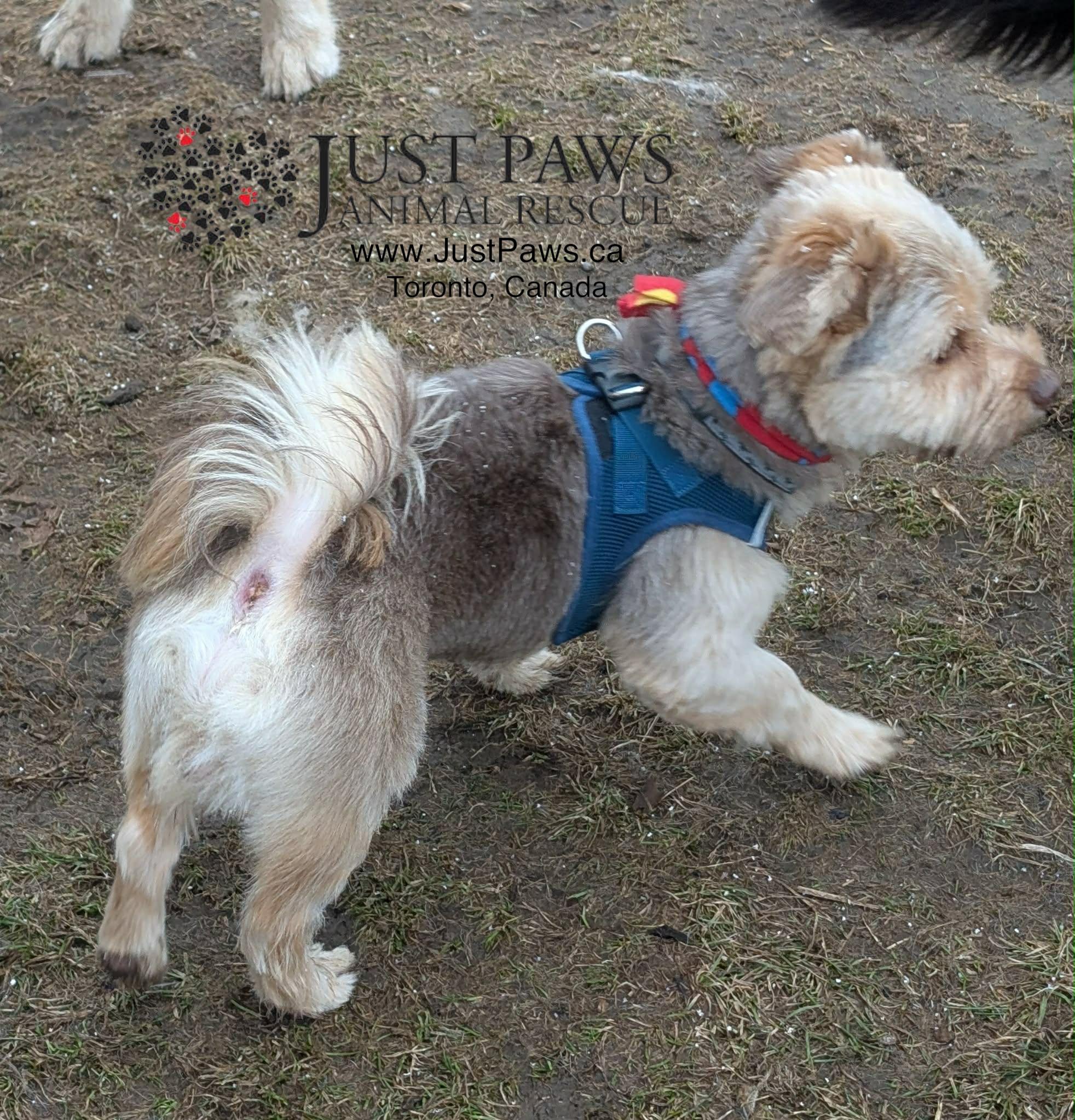 Enlarge MUSHU, an adopted Havanese in Richmond Hill , ON image 2/6