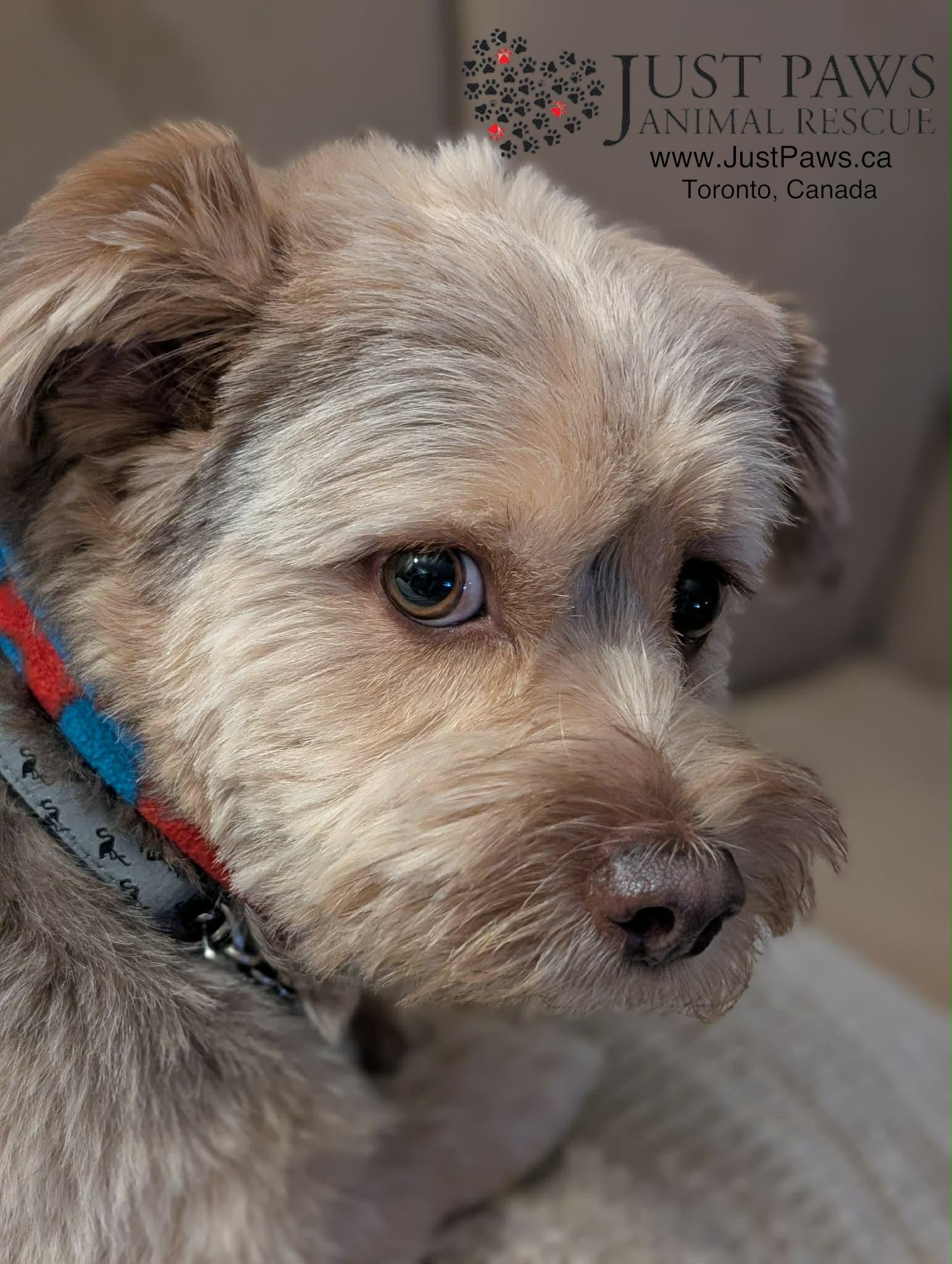 Enlarge MUSHU, an adopted Havanese in Richmond Hill , ON image 3/6