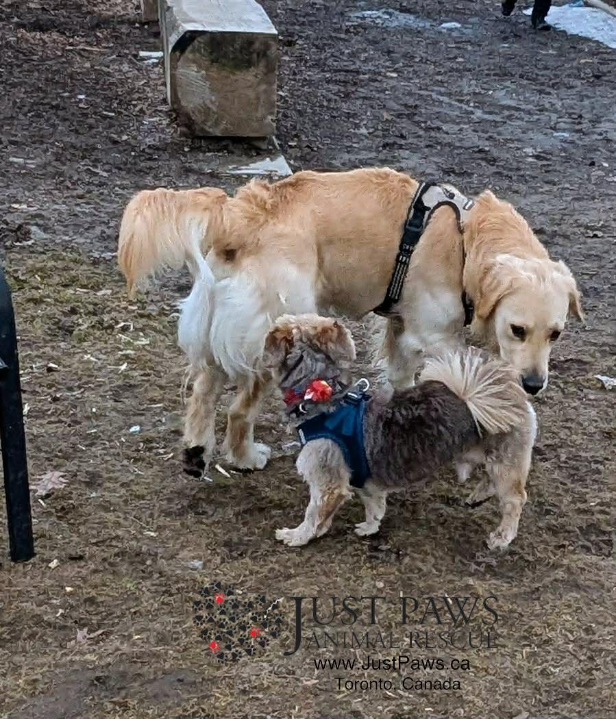 MUSHU, adopted, Adult Male Havanese.