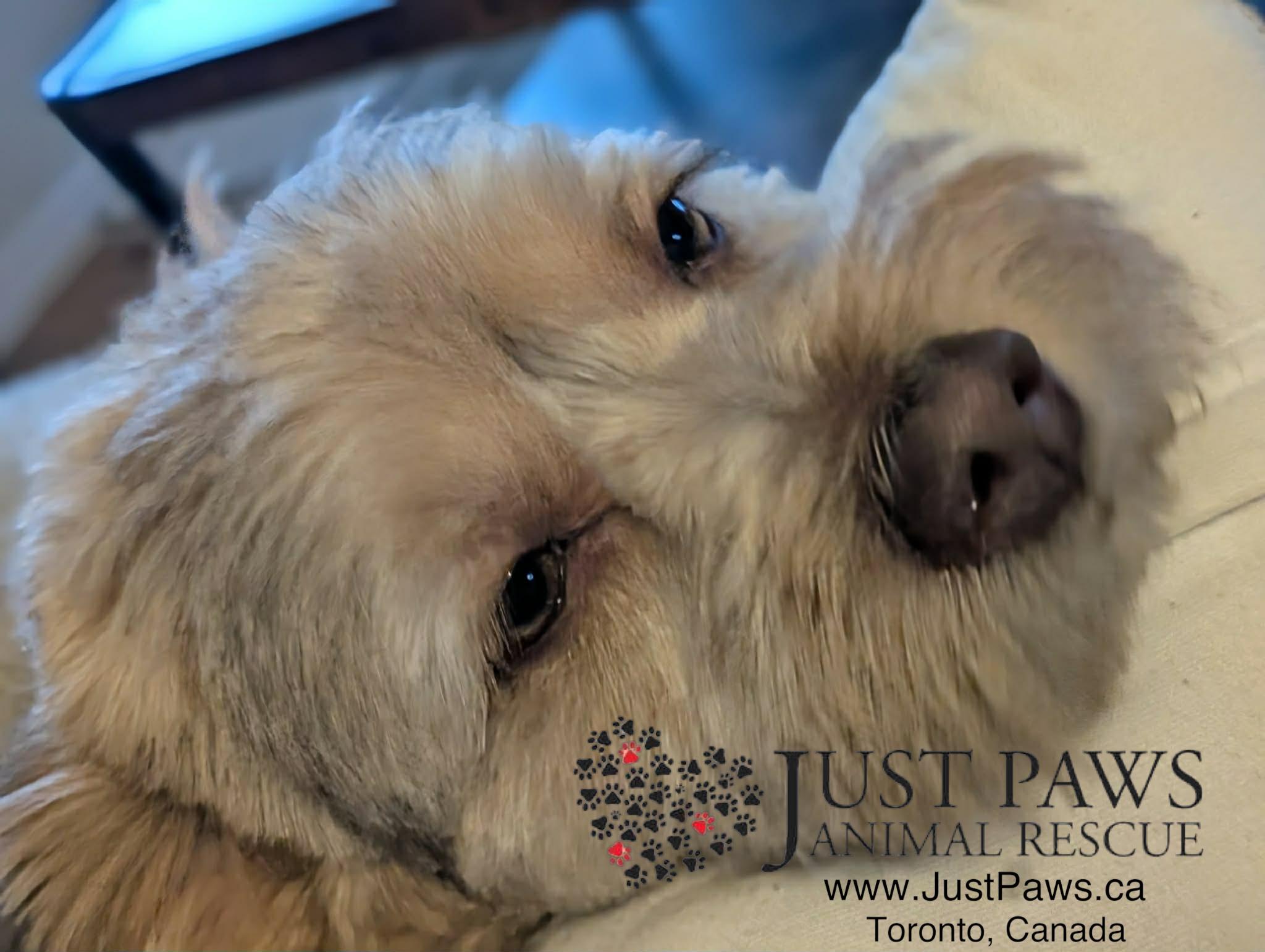 Enlarge MUSHU, an adopted Havanese in Richmond Hill , ON image 5/6