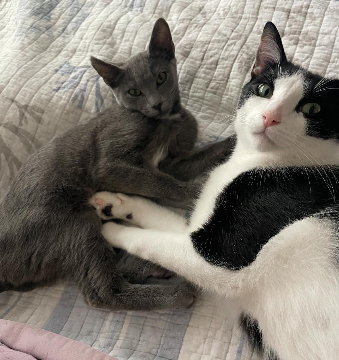 Phoebe, a Adoptable Domestic Short Hair in Huntington Beach, CA image 2/3