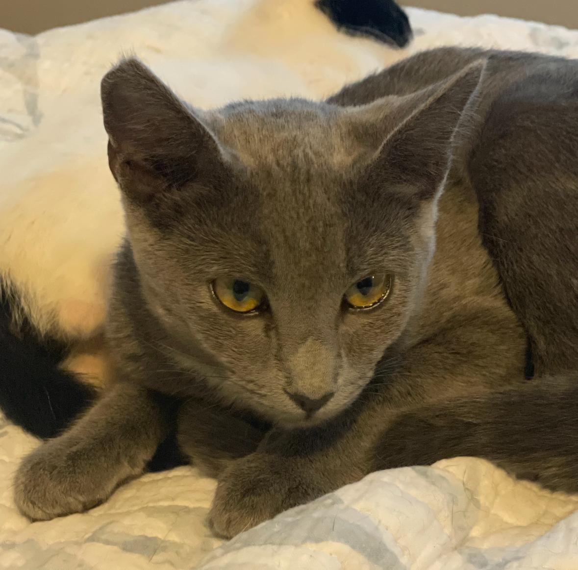 Phoebe, Adoptable, Young Female Domestic Short Hair.