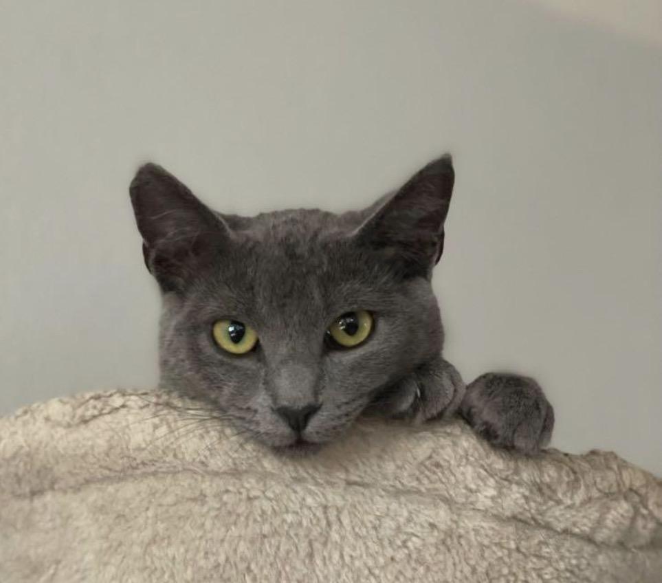 Phoebe, Adoptable, Adult Female Domestic Short Hair.