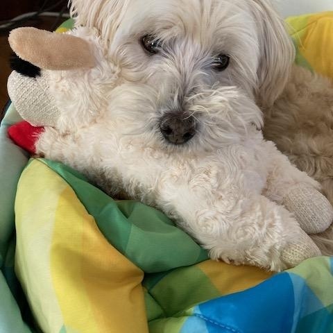 Enlarge Tyler, a ADOPTABLE mixed breed in Ventura, CA image 2/5