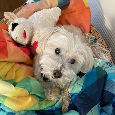 Tyler, ADOPTABLE, Adult Male Maltipoo.