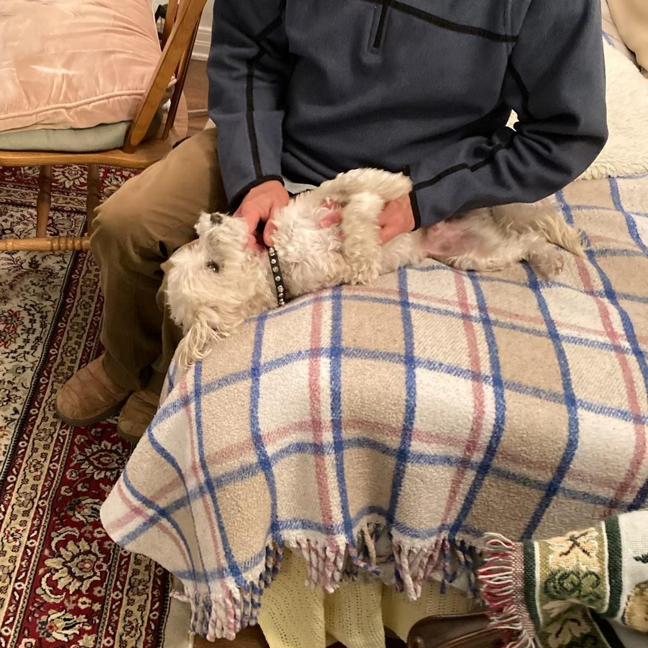 Enlarge Tyler, a ADOPTABLE mixed breed in Ventura, CA image 4/5