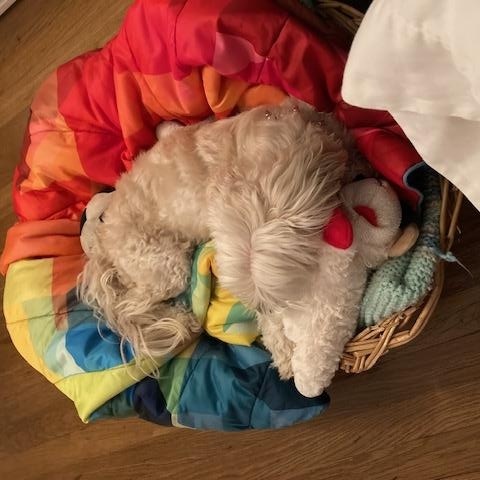 Enlarge Tyler, a ADOPTABLE mixed breed in Ventura, CA image 3/5