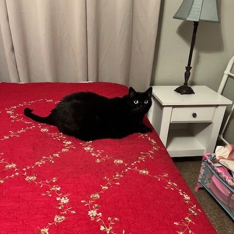 Enlarge LUCI and OTIS, a Adoptable Bombay in Flint, TX image 1/4