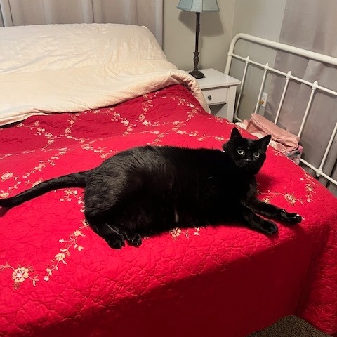 Enlarge LUCI and OTIS, a Adoptable Bombay in Flint, TX image 2/4