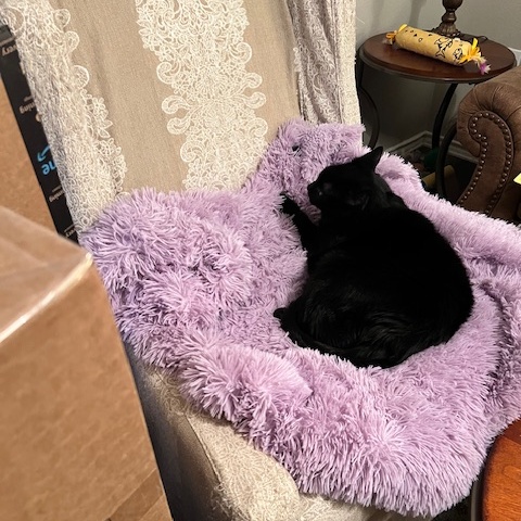 Enlarge LUCI and OTIS, a Adoptable Bombay in Flint, TX image 3/4