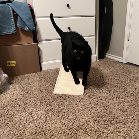 Enlarge LUCI and OTIS, a Adoptable Bombay in Flint, TX image 4/4