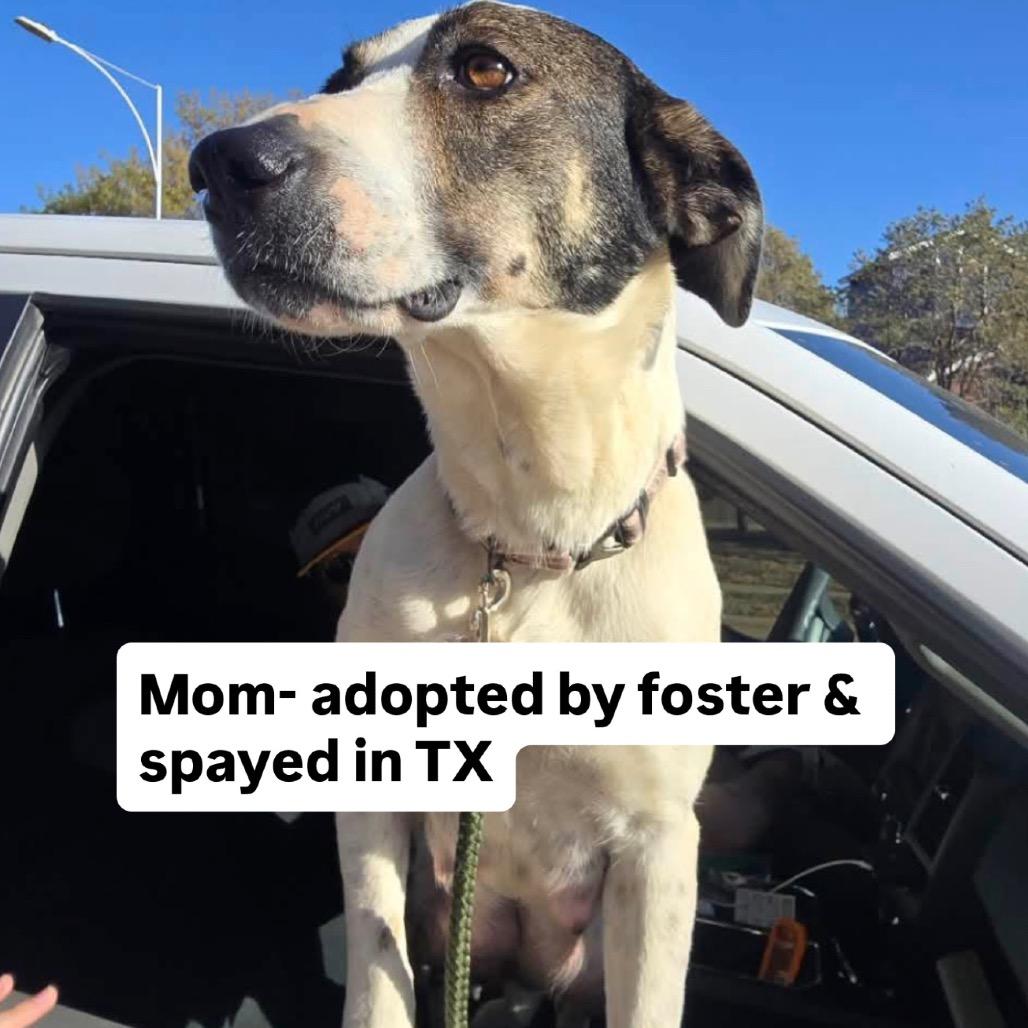 Enlarge 534 (2026) Sue, a Adoptable mixed breed in Parker, CO image 2/4