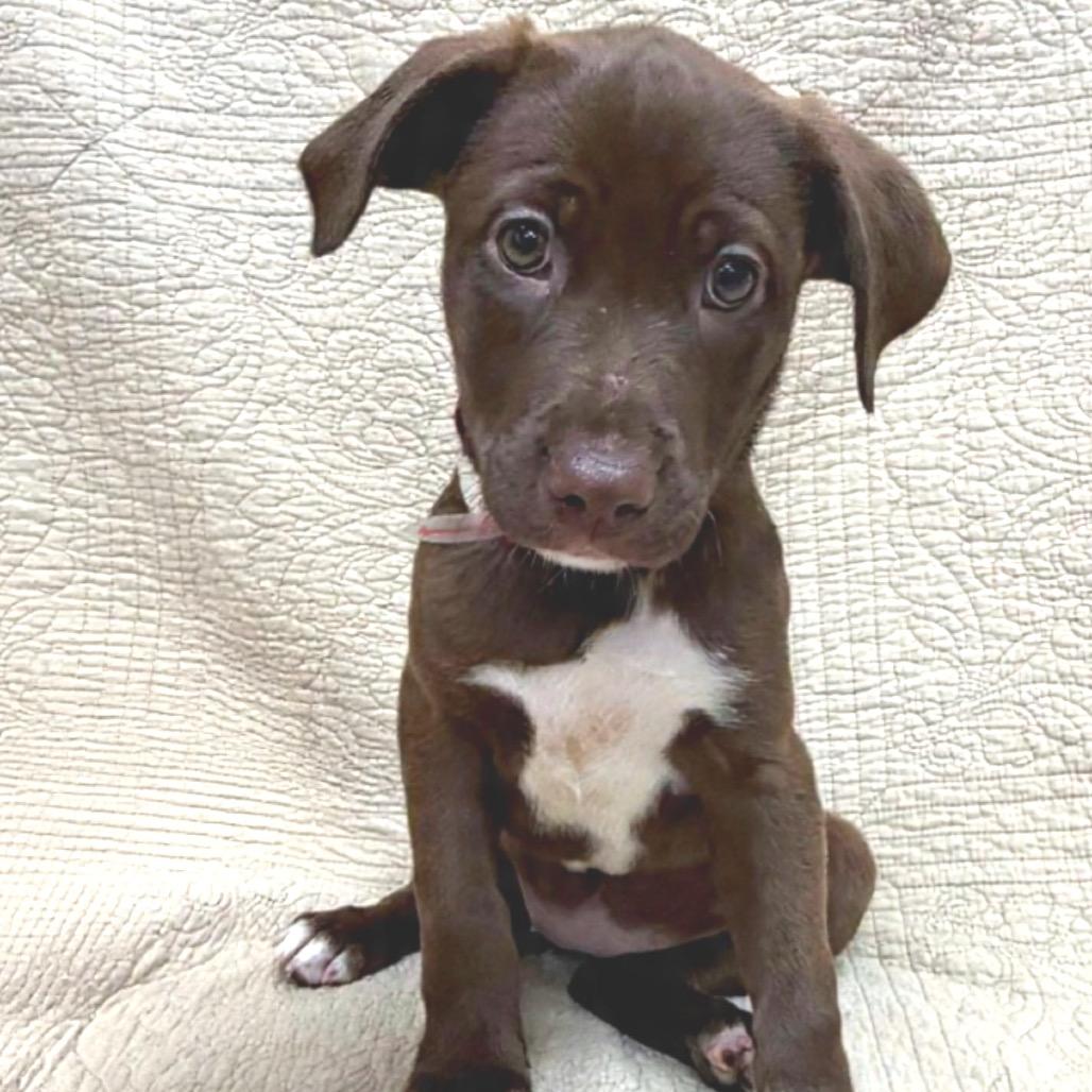 Enlarge 534 (2026) Sue, a Adoptable mixed breed in Parker, CO image 3/4