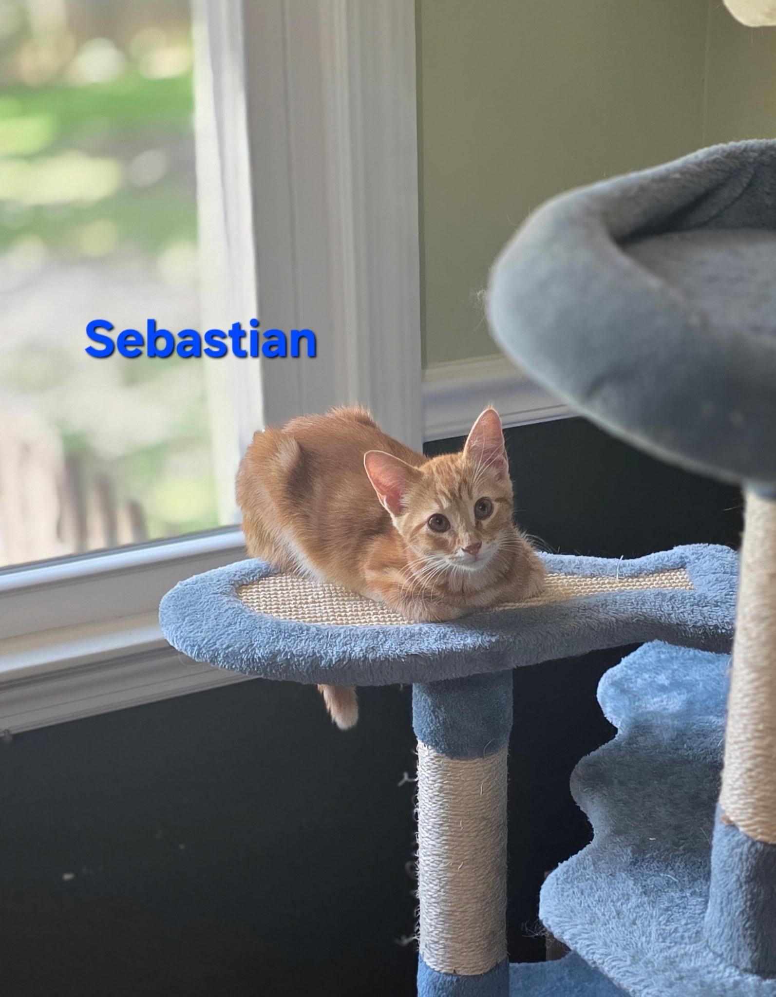 Enlarge Sebastian, a Adopted mixed breed in Essex, CT image 1/1