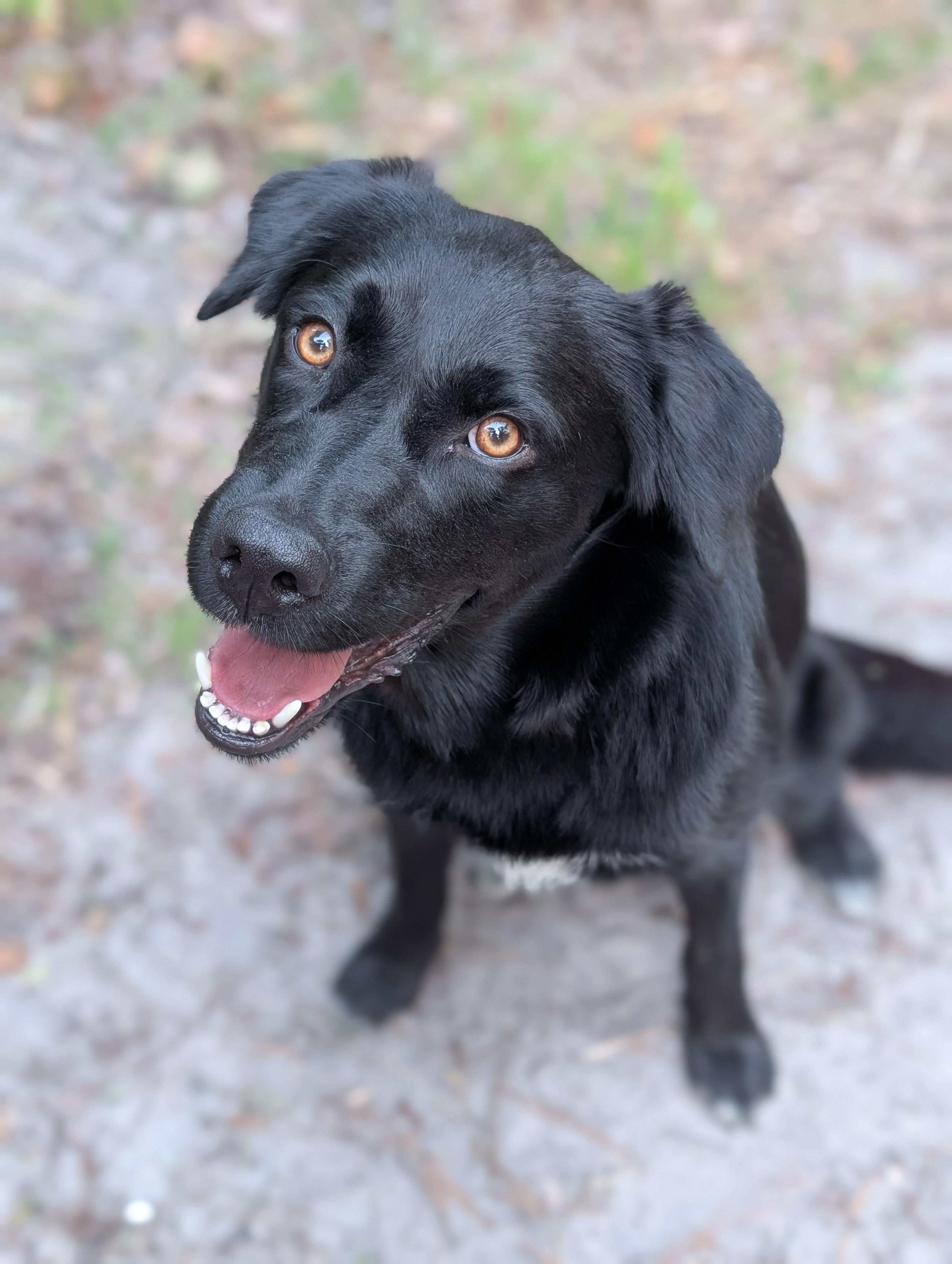 Enlarge Finley, a ADOPTABLE mixed breed in Bloomingdale, GA image 5/5